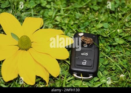 Autoschlüssel, Kröte und gelbe Blume auf einer Wiese, Symbol für E-Mobilität Stockfoto