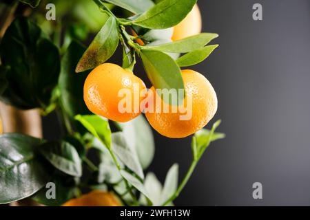 Calamondin, Calomondin, Camalmansi (Citrus madurensis, Citrofortunella microcarpa, Citrus fortunella, Zitrusmitis), Topfpflanze mit Früchten Stockfoto