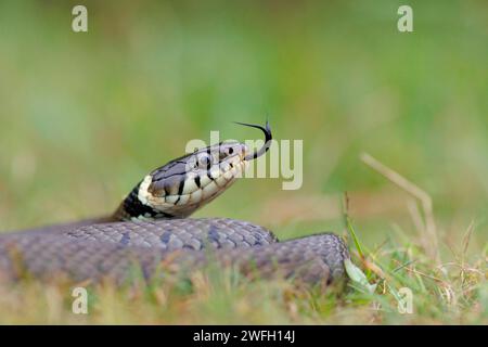 Barred Grass Snake (Natrix natrix helvetica, Natrix helvetica), flicking Zunge out, Frankreich, Arles Stockfoto