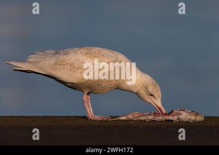 Glaukmöwe (Larus hyperboreus), unreifer Vogel steht an einer Wand und isst einen toten Fisch, Seitenansicht, Azoren, Terceira Stockfoto