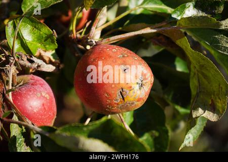 Apfelschorf (Venturia inaequalis), Apfel mit Apfelschaber auf einem Baum, Deutschland Stockfoto