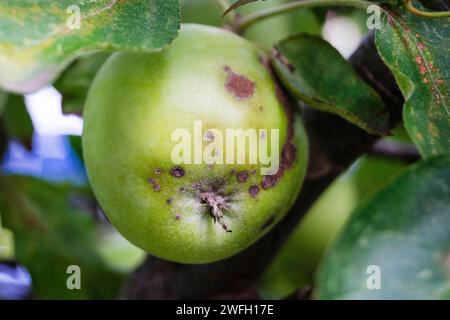 Apfelschorf (Venturia inaequalis), Apfel mit Apfelschaber auf einem Baum, Deutschland Stockfoto