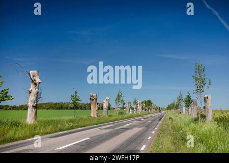 Niederländische Ulmenkrankheit, Stümpfe auf einer Straße nach dem Fällen von Ulmen, die vom Pilz betroffen sind, Schweden, Oeland, Degerhamn Stockfoto