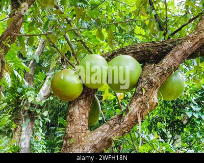 Calabash-Baum, Krabasi, Kalebas, Huingo (Crescentia cujete), Früchte auf einem Baum Stockfoto