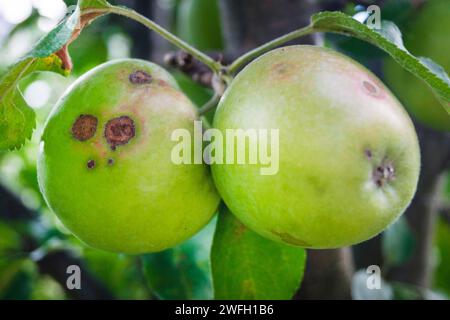 Apfelschorf (Venturia inaequalis), Äpfel mit Apfelschaber auf einem Baum, Deutschland Stockfoto