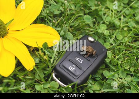 Autoschlüssel, Kröte und gelbe Blume auf einer Wiese, Symbol für E-Mobilität Stockfoto