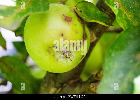 Apfelschorf (Venturia inaequalis), Apfel mit Apfelschaber auf einem Baum, Deutschland Stockfoto