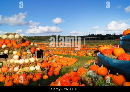 Verschiedene Kürbisse im Hofladen Stockfoto