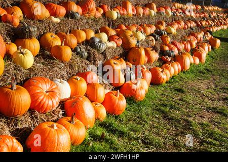 Verschiedene Kürbisse im Angebot Stockfoto