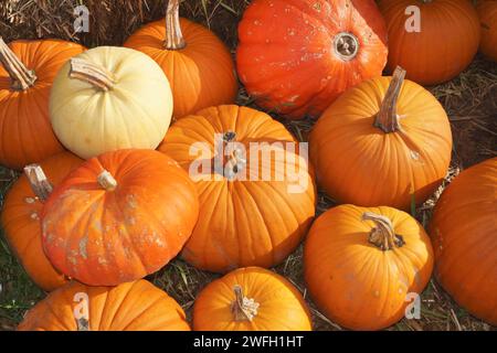 Red kuri Squash, Hokkaido Squash, Hokkaido, Red kuri Squash (Cucurbita maxima 'Hokkaido', Cucurbita maxima Hokkaido), Kürbisse zum Verkauf Stockfoto