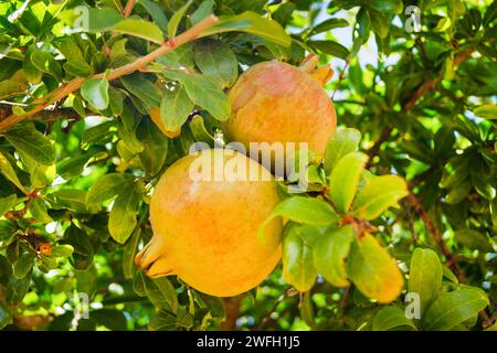 Granatapfel, anar (Punica granatum), Granatäpfel auf dem Baum Stockfoto