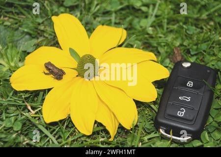 Autoschlüssel, Kröte und gelbe Blume auf einer Wiese, Symbol für E-Mobilität Stockfoto