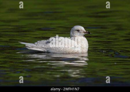 Islandmöwe (Larus glaucoides), unreife Vögel schwimmen, Seitenansicht, Azoren, Terceira, Praia Stockfoto