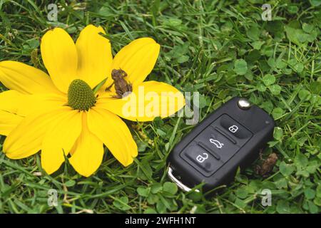 Autoschlüssel, Kröten und gelbe Blume auf einer Wiese, Symbol für E-Mobilität Stockfoto