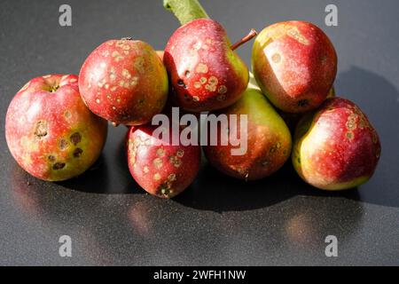 Apfelschorf (Venturia inaequalis), gesammelte Äpfel mit Apfelschaber, Deutschland Stockfoto