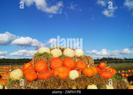 Verschiedene Kürbisse im Hofladen Stockfoto