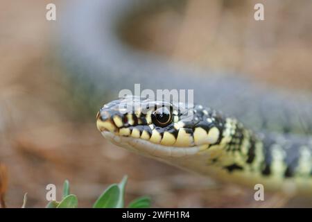 Europäische Peitschenschlange, westeuropäische Peitschenschlange, dunkelgrüne Peitschenschlange (Coluber viridiflavus, Hierophis viridiflavus), Porträt, Frankreich Stockfoto