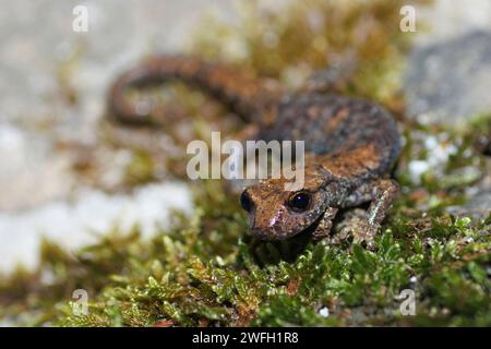 Französischer Höhlensalamander, nordwestitalienischer Höhlensalamander, Strinatis Höhlensalamander (Hydromantes strinatii, Speleomantes strinatii), sitzend auf MOS Stockfoto