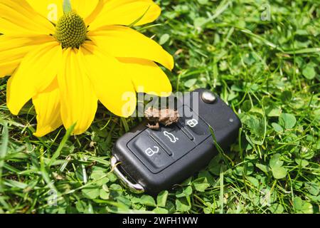 Autoschlüssel, Kröte und gelbe Blume auf einer Wiese, Symbol für E-Mobilität Stockfoto