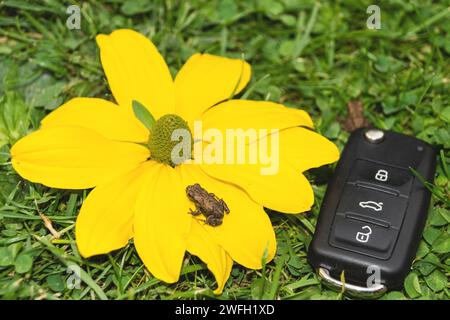 Autoschlüssel, Kröten und gelbe Blume auf einer Wiese, Symbol für E-Mobilität Stockfoto