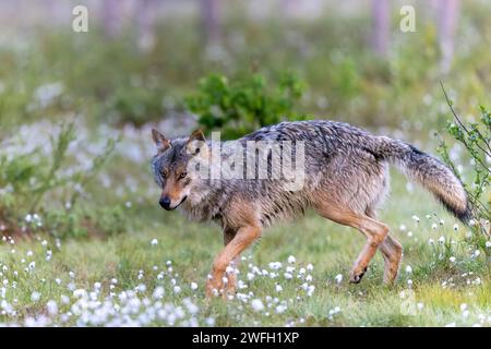 Europäischer Grauwolf (Canis Lupus), Erwachsener rennt im Sumpf mit Baumwollgras und sucht nach Nahrung, Finnland, Kuhmo Stockfoto