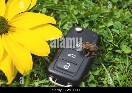 Autoschlüssel, Kröte und gelbe Blume auf einer Wiese, Symbol für E-Mobilität Stockfoto