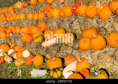 Verschiedene Kürbisse im Angebot Stockfoto