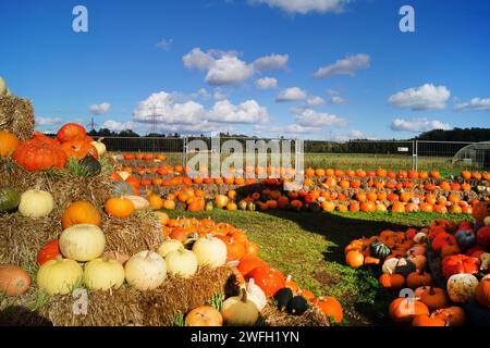 Verschiedene Kürbisse im Hofladen Stockfoto