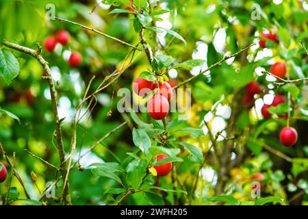 Kirschpflaume, Myrobalanpflaume (Prunus cerasifera), mit roten Früchten Stockfoto