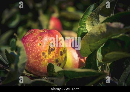 Apfelschorf (Venturia inaequalis), Apfel mit Apfelschaber auf einem Baum, Deutschland Stockfoto