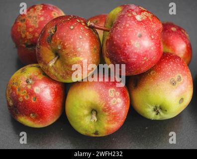 Apfelschorf (Venturia inaequalis), gesammelte Äpfel mit Apfelschaber, Deutschland Stockfoto