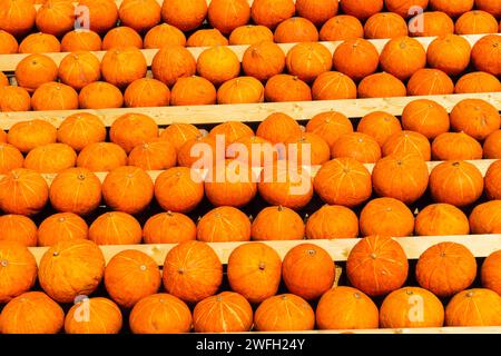 Red kuri Squash, Hokkaido Squash, Hokkaido, Red kuri Squash (Cucurbita maxima 'Hokkaido', Cucurbita maxima Hokkaido), verschiedene Kürbisse zum Verkauf Stockfoto