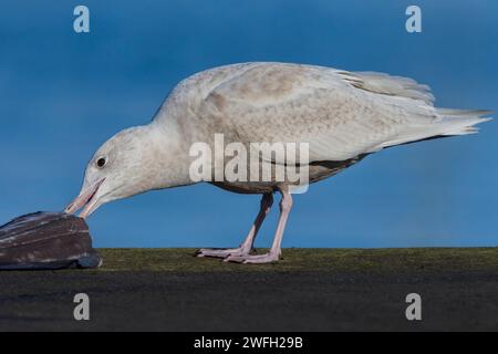 Glaukmöwe (Larus hyperboreus), unreifer Vogel steht an einer Wand und isst einen toten Fisch, Seitenansicht, Azoren, Terceira Stockfoto