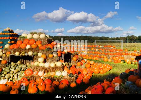 Verschiedene Kürbisse im Hofladen Stockfoto