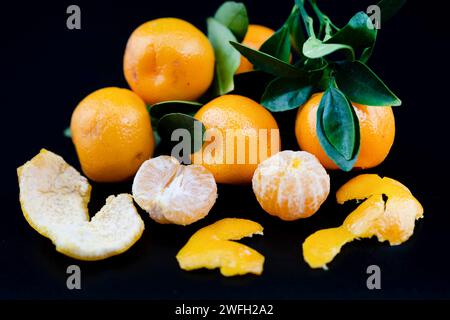 Calamondin, Calomondin, Camalmansi (Citrus madurensis, Citrofortunella microcarpa, Citrus fortunella, Zitrusmitis), Früchte auf schwarzem Hintergrund Stockfoto