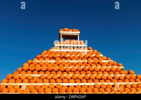 Red kuri Squash, Hokkaido Squash, Hokkaido, Red kuri Squash (Cucurbita maxima 'Hokkaido', Cucurbita maxima Hokkaido), verschiedene Kürbisse zum Verkauf Stockfoto