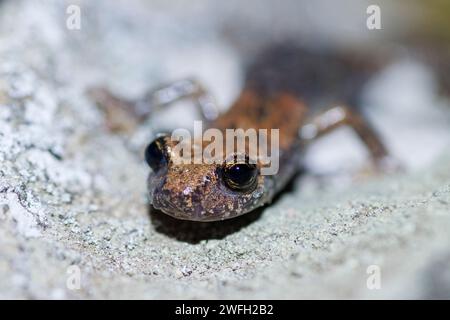 Französischer Höhlensalamander, nordwestlicher italienischer Höhlensalamander, Strinatis Höhlensalamander (Hydromantes strinatii, Speleomantes strinatii), sitzend auf einer r Stockfoto