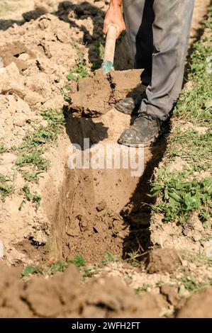 Ein Mann schaufelt einen Graben für Abwasser und Abwasser, aus nächster Nähe. Stockfoto