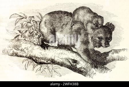 Alte gravierte Illustration von Koala mit Jungtier auf den Schultern. Erstellt von Zimmermann, veröffentlicht auf Brehm, Les Mammifers, Baillière et fils, Paris, 1878 Stockfoto