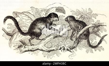 Die geringsten Schweinehörnchen (Exilisciurus exilis) stehen einander gegenüber auf einem schmalen Blattzweig, mit leichtem Laub im Hintergrund. Abbildung von 1878 Stockfoto