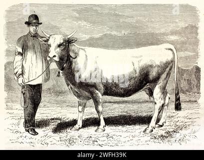 Tarentaise Kuh und ihr Hundeführer stehen auf einem grasbewachsenen Feld und zeigen die Größe der Rasse. Gravierte ländliche Illustration aus dem Vieharchiv, 1878 Stockfoto