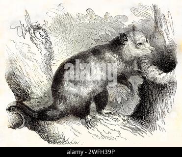 Alte gravierte Illustration von Virginia opossum. Erstellt von Kertschmer, veröffentlicht auf Brehm, Les Mammifers, Baillière et fils, Paris, 1878 Stockfoto