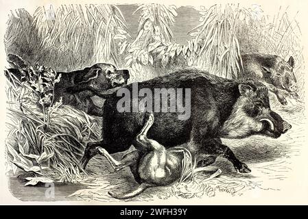 Alte gravierte Abbildung des Wildschweins. Erstellt von Kertschmer und Schmid, veröffentlicht auf Brehm, Les Mammifers, Baillière et fils, Paris, 1878 Stockfoto