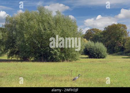 Landschaft im Naturpark Himmelgeister Rheinbogen am Rhein, Düsseldorf-Himmelgeist, Deutschland Stockfoto