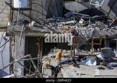 Rafah, Palästinensische Gebiete. Januar 31, 2024. Eine Katze steht auf den Trümmern beschädigter Häuser nach einem israelischen Luftangriff. Abed Rahim Khatib/dpa/Alamy Live News Stockfoto