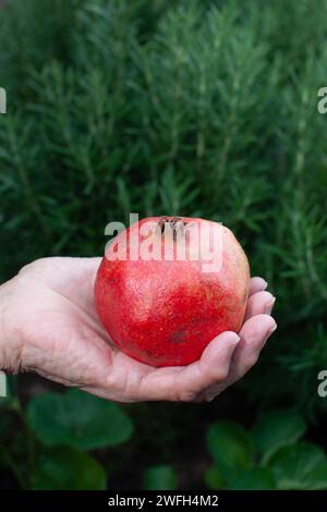 Ältere Frau mit Granatapfelfrüchten Stockfoto