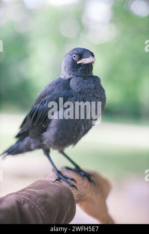 Jackdaw Vogel steht auf dem Arm des Mannes Stockfoto