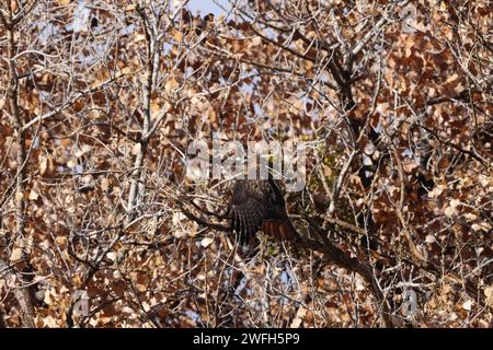 Red-Tail Hawk Bosque del Apache National Wildlife Refuge New Mexico Stockfoto