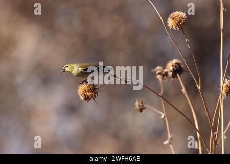 Kleiner Goldfinch (Spinus psaltria) Bosque del Apache National Wildlife Refuge, New Mexico, USA Stockfoto