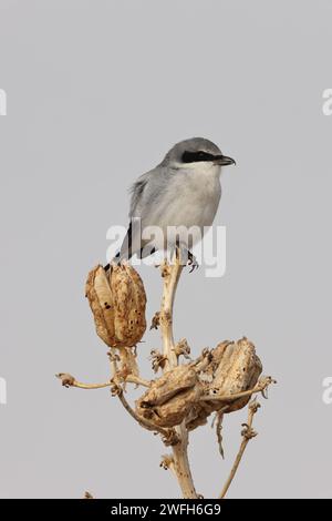 Großgrauen Krabbelschrillen, Nordgrauen Krabbelschrillen oder Nordkrabben (Lanius excubitor) New mexico USA Stockfoto